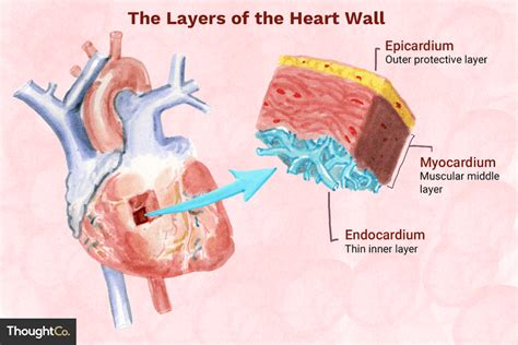 The 3 Layers of the Heart Wall