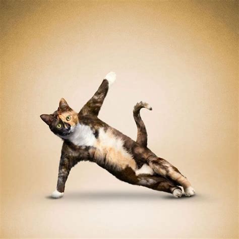 http://theawesomedaily.com/animals-doing-yoga/ #cat #dog #photography # ...