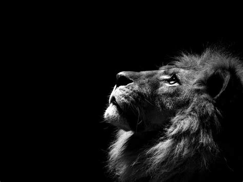 Black And White Lion Wallpapers - Wallpaper Cave