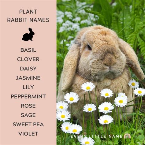 230+ Best Rabbit Names for Your Pet Bunny - Every Little Name