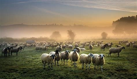 Sheep, animals, landscape, mist, fog wallpaper | Sheep, Animal wallpaper, Animals