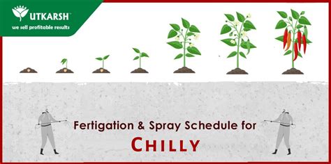 Chilli farming – the important stages and Fertigation Schedule