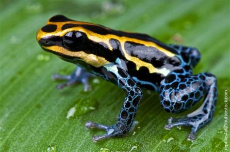 #FridayFrogFact – Are There Any Poisonous Frogs In India? - India's ...