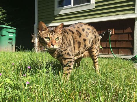 Cheetoh Cat Breed Guide: Everything You Should Know - Helping Guide Bengal Cat Owners