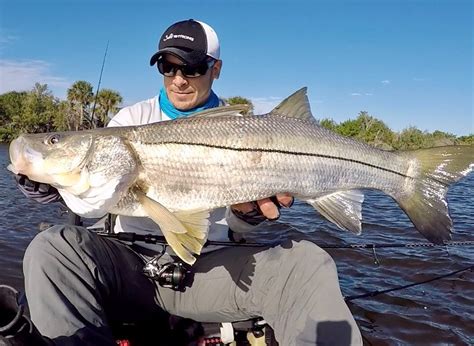 7 Tips To Catch Snook In Mangroves (With Artificial Lures)