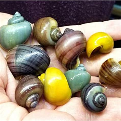 Assorted Mystery Snails – ChiChi's Aquatic Dreams