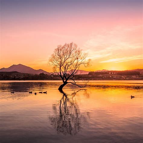 That Wanaka Tree