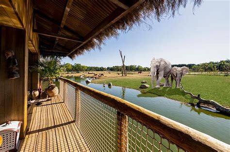 Safari Lodges - A Luxury Safari Experience | West Midlands Safari Park