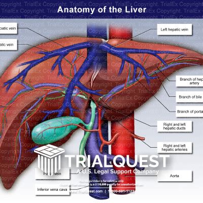 Anatomy of the Liver - TrialExhibits Inc.