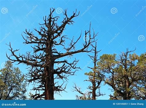 Dried Western Juniper tree stock image. Image of forest - 120145051