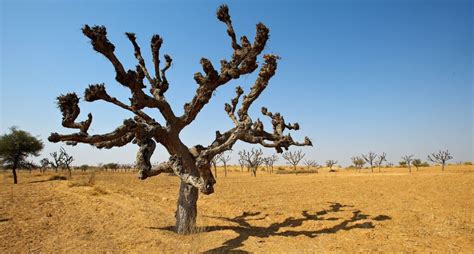 Khejri - the wonder tree of Thar desert