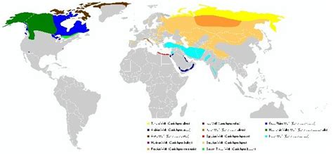 Present Distribution of Wolf Subspecies