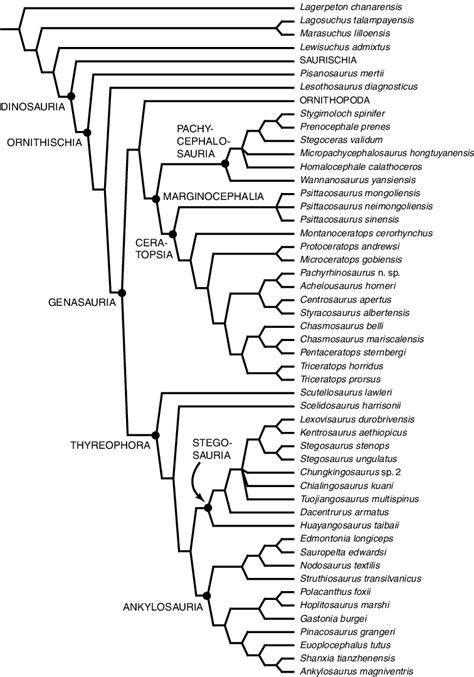 3. Phylogeny of Thyreophora and Marginocephalia used in this study ...