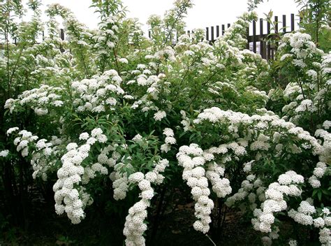 Spiraea 'Double White May Bush' 8" Pot - Hello Hello Plants