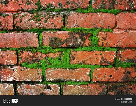 Moss On Brick Wall Image & Photo (Free Trial) | Bigstock