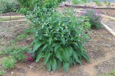 Photo of the entire plant of Russian Comfrey (Symphytum x uplandicum 'Bocking 14') posted by ...