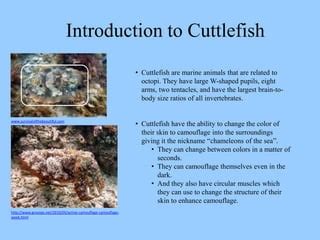 Cuttlefish masters of camouflage | PPT