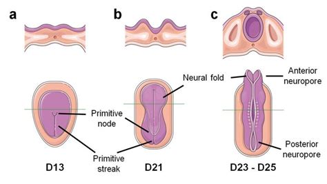 Development of the neural plate and neural tube. a) The primitive node... | Download Scientific ...