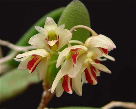 Dendrobium rigidum - OrchidWeb