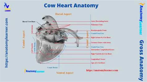 Cow Heart Anatomy - 4 Chambers with Labeled Diagram » AnatomyLearner ...