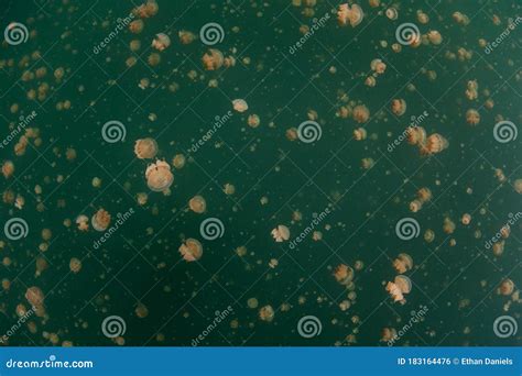 Golden Jellyfish in Marine Lake in Palau Stock Photo - Image of diving ...