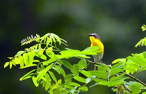 Yellow-breasted Chat | Audubon Field Guide