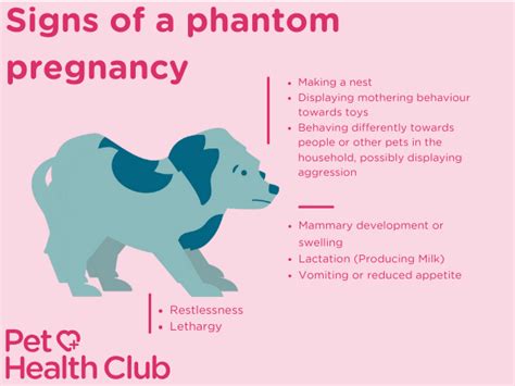 Phantom Pregnancy in Dogs: Know the Facts - My Family Vets