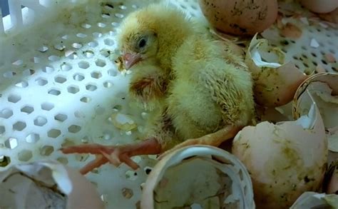 Here's Why That Viral Chick-Hatching Video Is Actually Dark and Demented | PETA