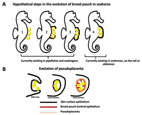 Seahorse Male Pregnancy as a Model System to Study Pregnancy, Immune ...