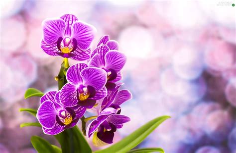 purple, orchids - Flowers wallpapers: 1920x1255