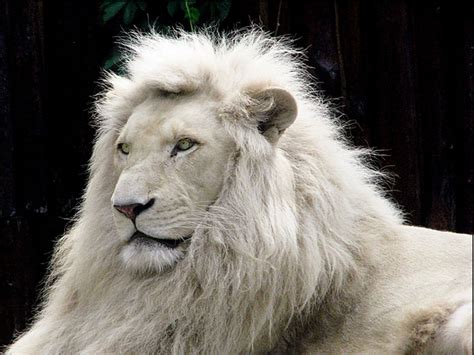 Wallpapers Download: White Lion Desktop Wallpapers 2012 Download Free