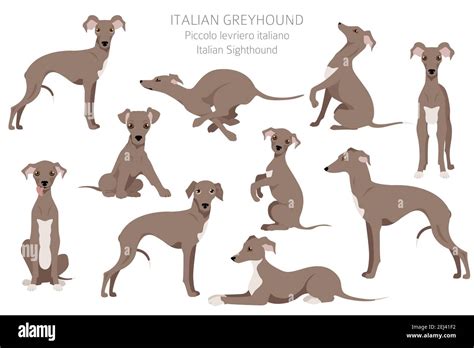 Greyhound dog silhouette clipart Stock Vector Images - Alamy