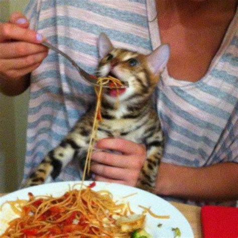 I am disappointed this gallery does not include the best spaghetti cat | Spaghetti Cat | Know ...