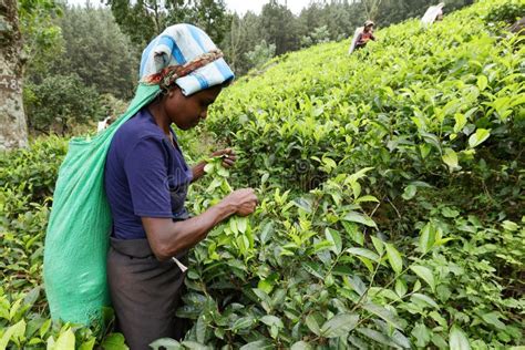 Tea Production and Tea Pickers in Sri Lanka Stock Photo - Image of ...