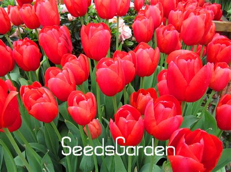 Tulip Flowering Bulbs Seeds Pack Of 10 - BestSeedsOnline.com - Free ...