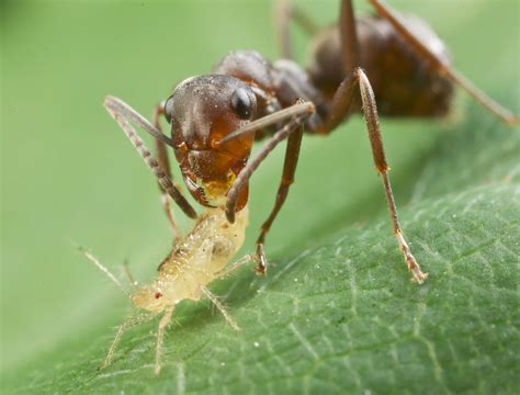 Ant carrying aphid 12 | Ants farming aphids. When a particul… | Flickr