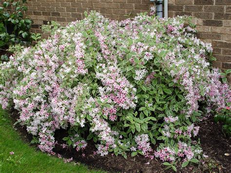 Variegated weigela | Garden Housecalls