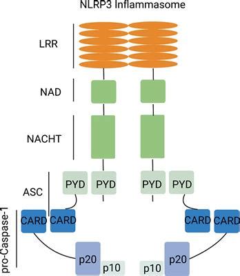 Frontiers | NLRP3 inflammasome-induced pyroptosis in digestive system tumors