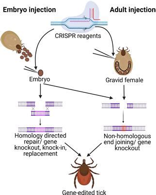 Frontiers | Genetic Manipulation of Ticks: A Paradigm Shift in Tick and Tick-Borne Diseases Research