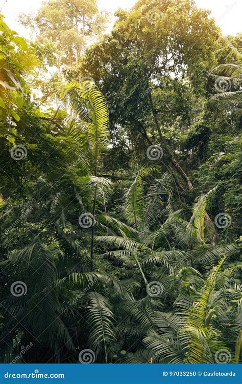 Trees and Leaves Forest Texture. Stock Photo - Image of growth, flora ...