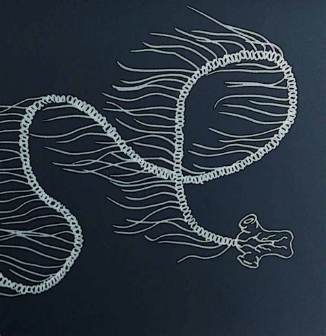 Giant Siphonophore - A-Z Animals