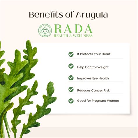 Benefits of Arugula - Rada Health and Wellness