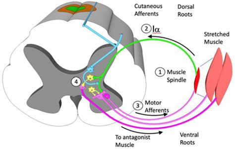 Schematic diagram of the spinal reflex arc. The stretch receptor or... | Download Scientific Diagram