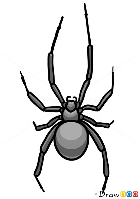 How to Draw a Spider,Wild Animals, Step by Step Drawing