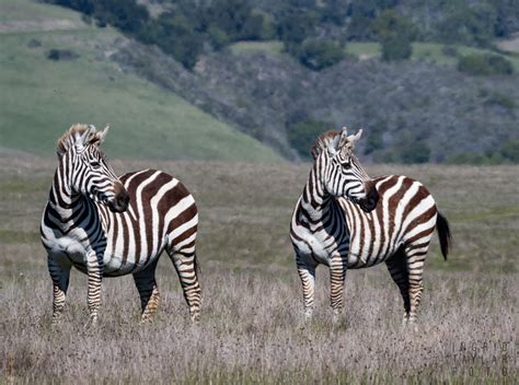 The Zebras of San Simeon + Hearst Castle - Ingrid Taylar Foto