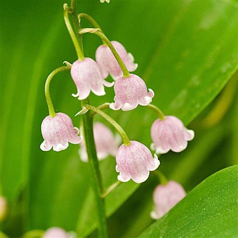 Convallaria majalis 'Rosea' Lily-of-the-Valley | White Flower Farm