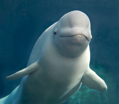 Beluga Whale | Mystic, Connecticut | Sandra | Flickr