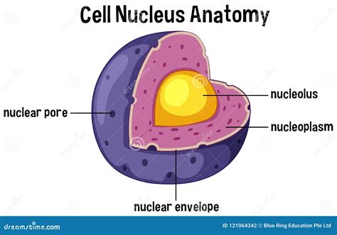 Cell Nucleus Anatomy Diagram Stock Vector - Illustration of purple, human: 121064342