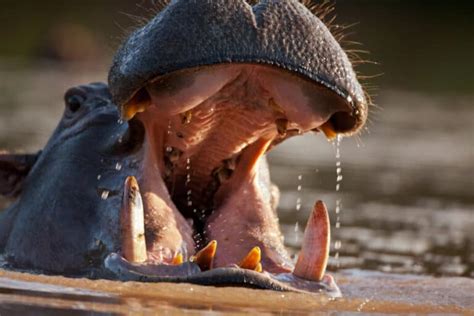 Hippo Teeth: Everything You Need to Know (Size, Cleaning & More)