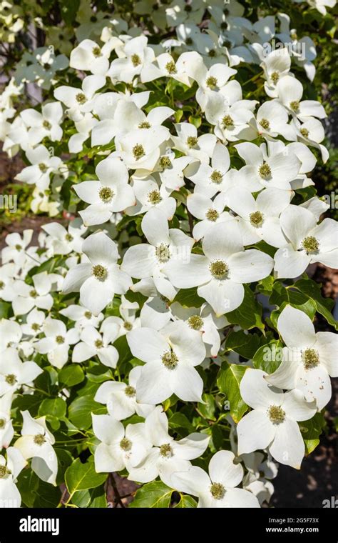 White to cream bracts of cornus kousa var chinensis 'China Girl', a flowering Chinese dogwood ...